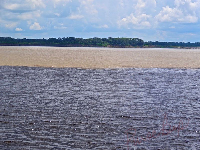 BrazillianBop-MeetingoftheWatersonTheAmazonriver (1)
